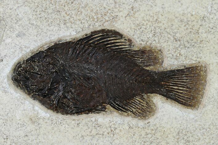 Fossil Fish (Cockerellites) - Wyoming #158582